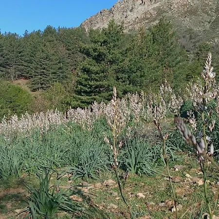 Niolu דירה Albertacce