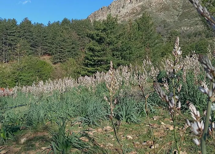 Niolu Apartment Albertacce